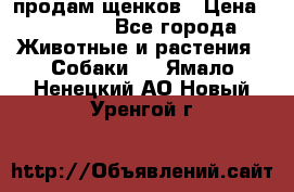 продам щенков › Цена ­ 15 000 - Все города Животные и растения » Собаки   . Ямало-Ненецкий АО,Новый Уренгой г.